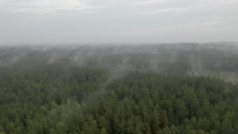 Drohnenflug-über-Einem-Nebligen-Wald-In-Der-Abenddämmerung