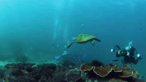 Ein-Mann-Mit-Einer-Unterwasserkamera-Fotografiert-Eine-Grüne-Meeresschildkröte-In-Einem-Meerespark