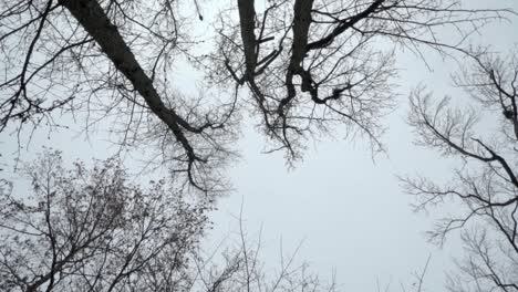 Looking-straight-up-at-trees-and-sky,-camera-spinning-counterclockwise-in-slow-motion-on-overcast-day-in-winter