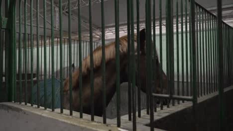 Brown-horse-standing-behind-green-metal-bars-in-a-stable,-looking-out