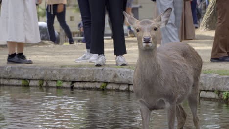 One-female-deer-standing-in-water-staring-at-the-camera,-many-tourists-walking-in-the-background-in-Nara,-Japan