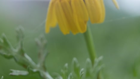 Una-Flor-Amarilla-Marchita-Con-Gotas-De-Rocío-Y-Telas-De-Araña