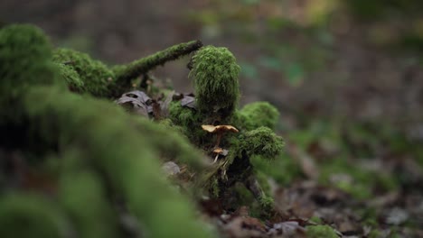 Close-up-shot-of-a-white-mushroom-in-a-mossy-cold-forest