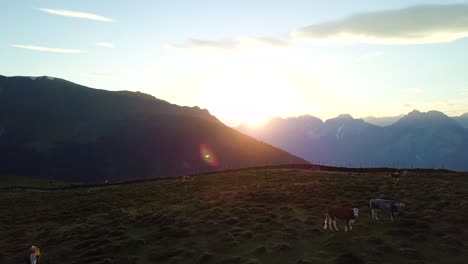 Bei-Sonnenuntergang-Dicht-über-Kühe-Auf-Einem-Bergfeld-Fliegen