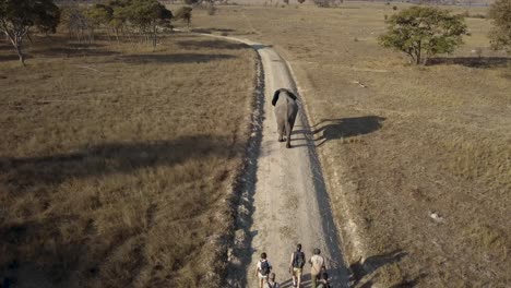 Group-of-volunteers-walk-with-a-big-elephant-in-the-African-bush