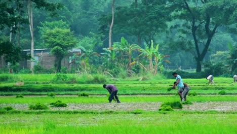 Farmers-Planting-Rice-Seedlings-in-Bangladesh,-South-Asia---Static-Shot