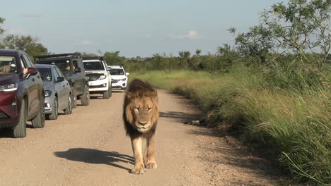 Menschen-Aus-Fahrzeugen-Beobachten-Afrikanischen-Löwen-Beim-Wandern-Auf-Der-Staubigen-Straße-Des-Nationalparks