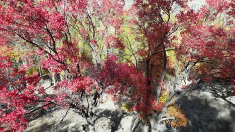 Drohnenflug-über-Herbstbäume-In-Der-Stadt-Skardu,-Pakistan