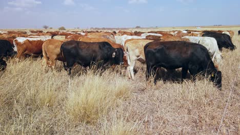 Manada-De-Ganado-En-Libertad-Pastando-En-Pastizales-En-Una-Granja-Rural,-Sudáfrica