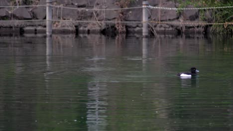 Eine-Ente-Spielt-Im-Wasser-Und-Schlägt-Mit-Den-Flügeln-In-Tokio,-Japan-–-Weitwinkelaufnahme