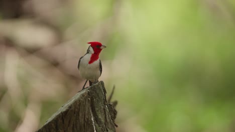 Frontal-profile-view-of-cardinal-bird-turning-head-as-it-stands-on-angled-cut-log,-blurred-background