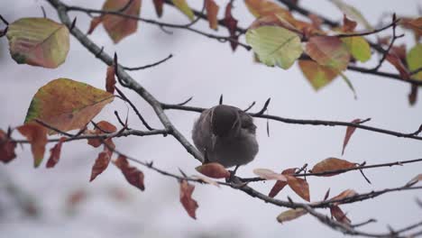 House-sparrow-pecking-at-a-tree-branch-and-plucks-a-leaf