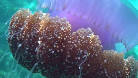 Cauliflower-jellyfish-in-shallow-water-slow-motion-HD