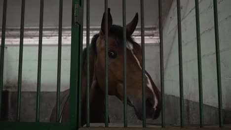 Brown-horse-peering-through-green-metal-bars-in-a-stable,-close-up-view
