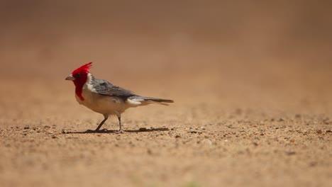 Cardinal-with-red-plumage-head-feathers-blown-around-in-heavy-wind-walks-across-dry-ground