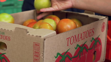 Farmer-collects-unripe-tomatoes-and-puts-it-in-a-cardboard-box