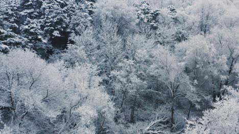 Aerial-flying-close-to-the-snow-covered-tree-tops-after-a-strong-blizzard