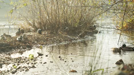 Stockenten-An-Einem-Fluss-In-4K-Zeitlupe