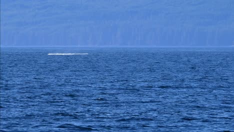 Increíble-Foto-Del-Salto-De-Una-Ballena-Jorobada-En-La-Costa-Del-Océano-Pacífico-De-Canadá,-Vancouver