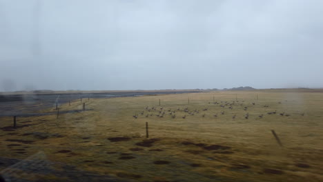 View-on-beautiful-yellow-golden-flat-Icelandic-landscape-from-the-car,-rainy-weather
