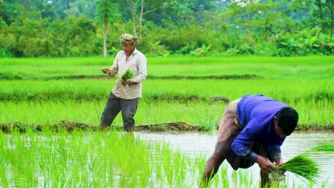 Asian-Farmers-Planting-Rice-Crop-Seedlings-On-Paddy-Fields-In-The-Countryside-Of-Bangladesh,-Asia