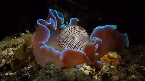 Hydatina-Physis-Rosenschale-Meeresschnecke-Nacktschnecke-25fps-4k-Lembeh-Indonesien