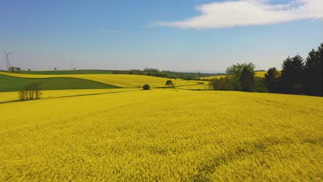Flying-over-rape-seed-field-in-Lower-Austria,-aerial-view-from-drone-flight-over-agricalture-farmland
