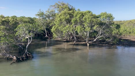Panning-View-of-Mangroves-from-Houseboat-Sth-Moreton-Bay