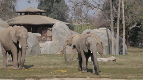 Elefantes-Caminando-Y-Deambulando-Por-La-Hierba