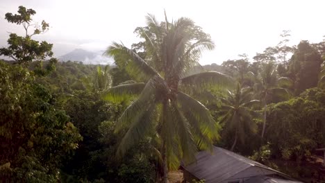 Luftaufnahme-Eines-Mannes,-Der-Zur-Goldenen-Stunde-In-Papua-Neuguinea-Kokosnüsse-Sammelt