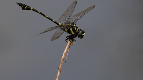 The-Common-Flangetail-dragonfly-is-commonly-seen-in-Thailand-and-Asia