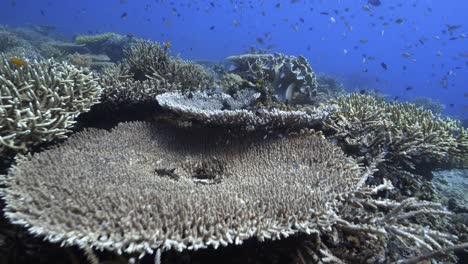 Riffreise-Schwimmen-über-Gesundes-Korallenriff-Voller-Leben