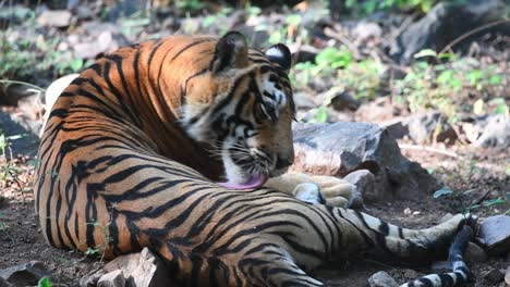 A-close-full-body-shot-of-a-Bengal-Tiger-laying-and-cleaning-its-back-leg