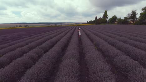 Wunderschöne-Luftaufnahmen-Einer-Drohne-über-Ein-Blühendes-Lavendelfeld