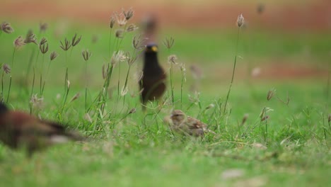 Sparrow-hops-in-slow-motion-around-flock-of-myna-birds-in-tall-grass