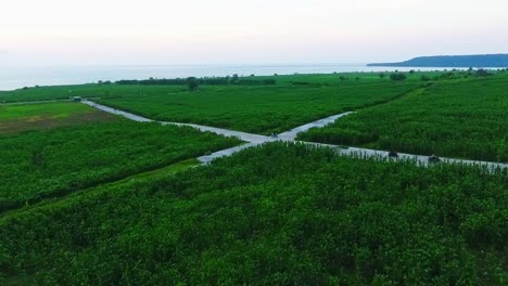 Fields-of-Corn-Samota-Indonesia