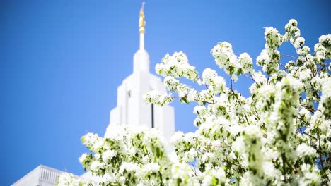 Slow-panning-shot-revealing-the-Draper-temple-behind-a-beautiful-blossoming-tree