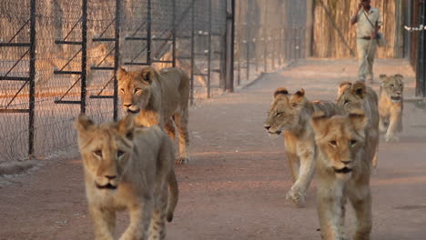 Lions-walking-back-to-their-sanctuary-area-of-the-research-facility