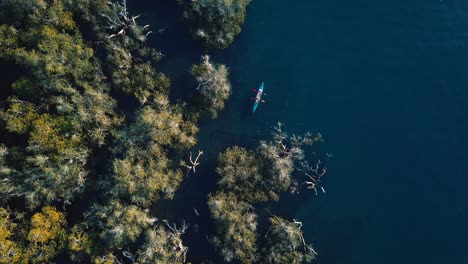 Kayaking-next-to-a-big-Mangrove-on-a-sunny-day,-Rotating-Aerial-Drone-Shot