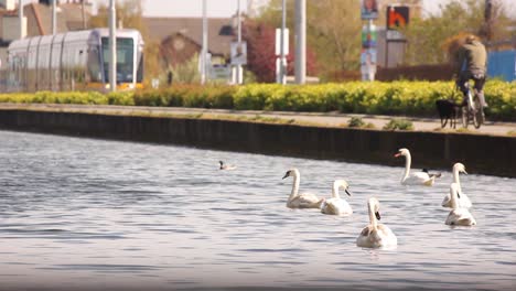Viele-Schwäne-Schwimmen-Zusammen-In-Einem-Kanal-Im-Stadtzentrum-Von-Dublin,-Während-Ein-Radfahrer-In-Die-Pedale-Tritt-Und-Im-Hintergrund-Eine-Straßenbahn-Vorbeifährt