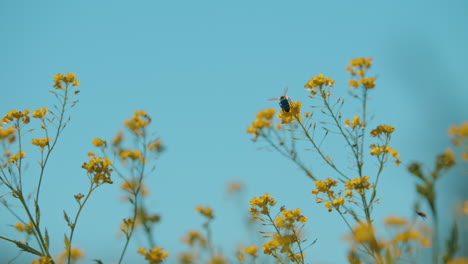 Cámara-Lenta-De-Abeja-Melífera-Ocupada-En-Flores-Amarillas-En-El-Campo-De-Primavera-Con-Cielo-Azul-En-Un-Día-Soleado