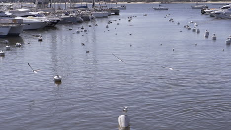 Fishermen-feeding-seagulls-and-sea-lions-while-cleaning-fish-to-sell