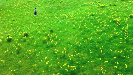 Wide-shot-of-woman-walking-and-picking-daffodils-in-a-field-in-spring-time