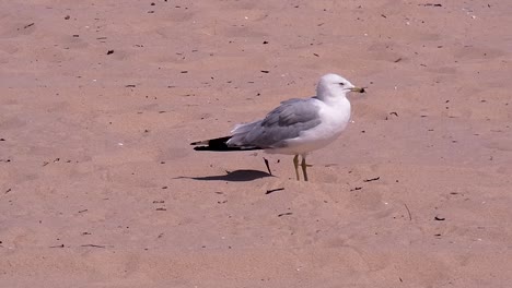 Seagulls-walks-and-squawks-on-sandy-beach