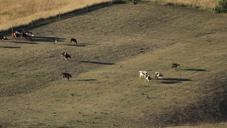 Kleine-Herde-Kühe,-Die-Auf-Ihrer-Weide-Laufen,-Luftaufnahme