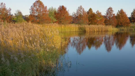 Eine-Panoramaaufnahme-Eines-Teiches,-In-Dessen-Wasser-Sich-Herbstbäume-Und-Am-Rand-Wachsendes-Schilf-Spiegeln