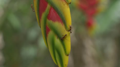 Ant-with-water-in-its-mouth-walking-on-an-Heliconia-Rostrata-plant