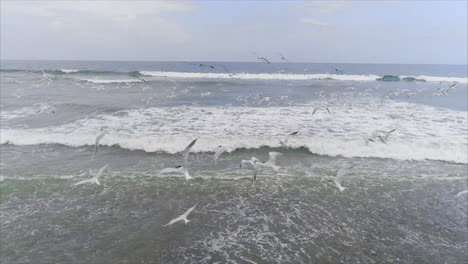 AERIAL:-Pelicans-and-seagulls-flying-on-tropical-beach,-Honduras-2