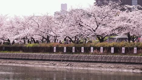 Footage-of-a-row-of-cherry-blossom-trees-by-the-water-in-Sakuranomiya-park,-Osaka,-Japan
