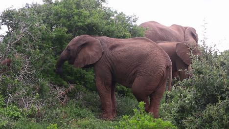 Afrikanischer-Elefant-Kreuzt-Die-Beine,-Während-Er-Blätter-Von-Kariega-Bäumen-Isst